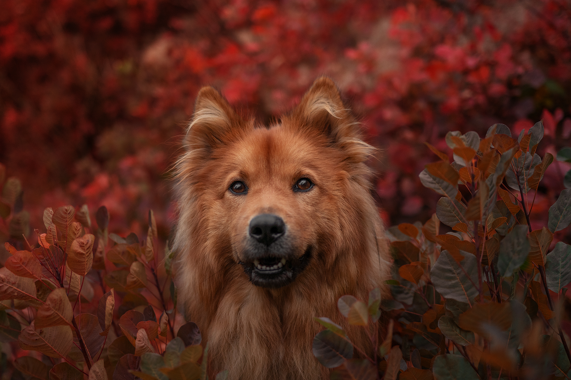 Orange dog in nature