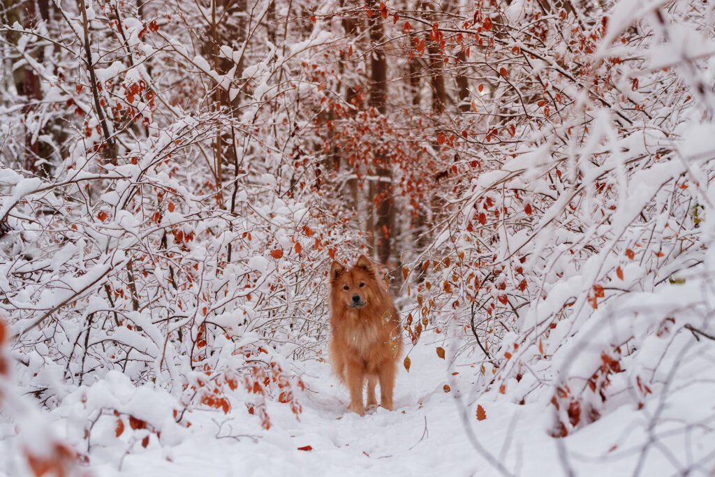 Hund im Schnee Tierfotografie Jena