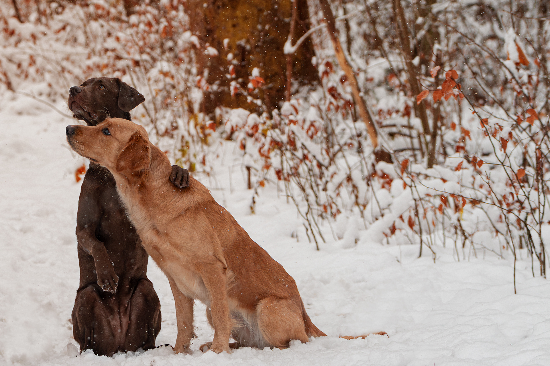 Zwei Hunde im idyllischen Winterwald. Der eine Hund umarmt den anderen freundschaftlich.