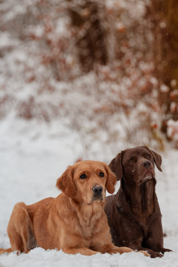 Hunde im Schnee Tierfotografie Jena
