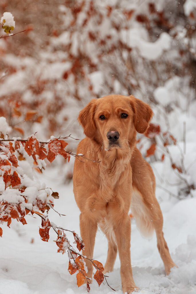 Hundeportrait im Schnee Tierfotografie Jena