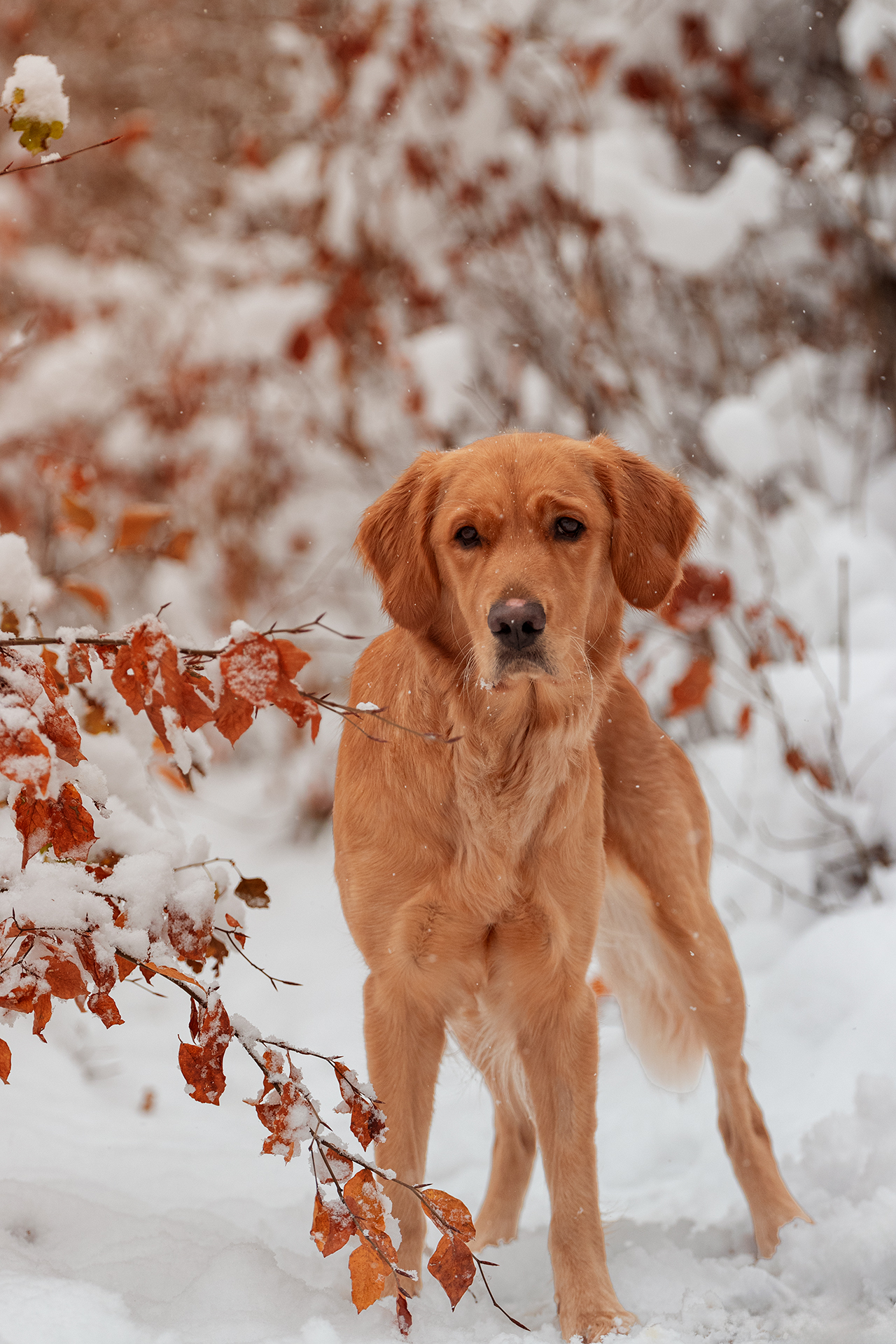 Hundeportrait im Schnee Tierfotografie Jena