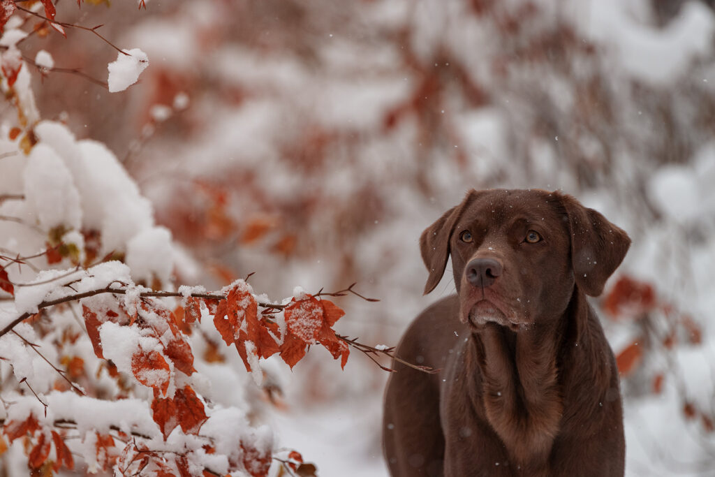 Hundeportrait im Schnee Tierfotografie Jena