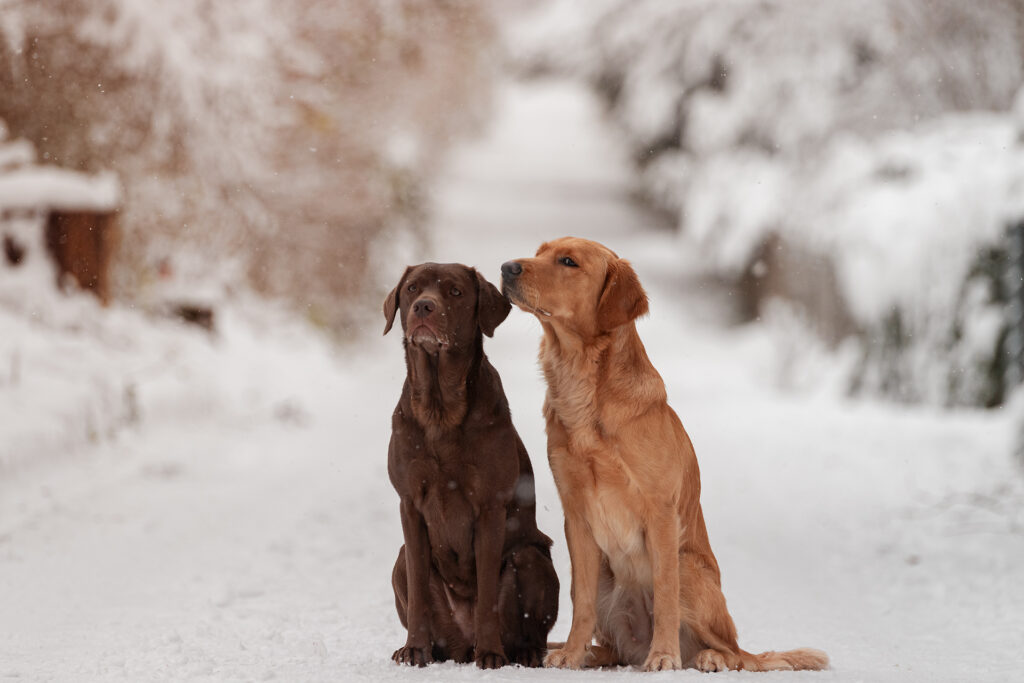 Hunde im Schnee Tierfotografie Jena