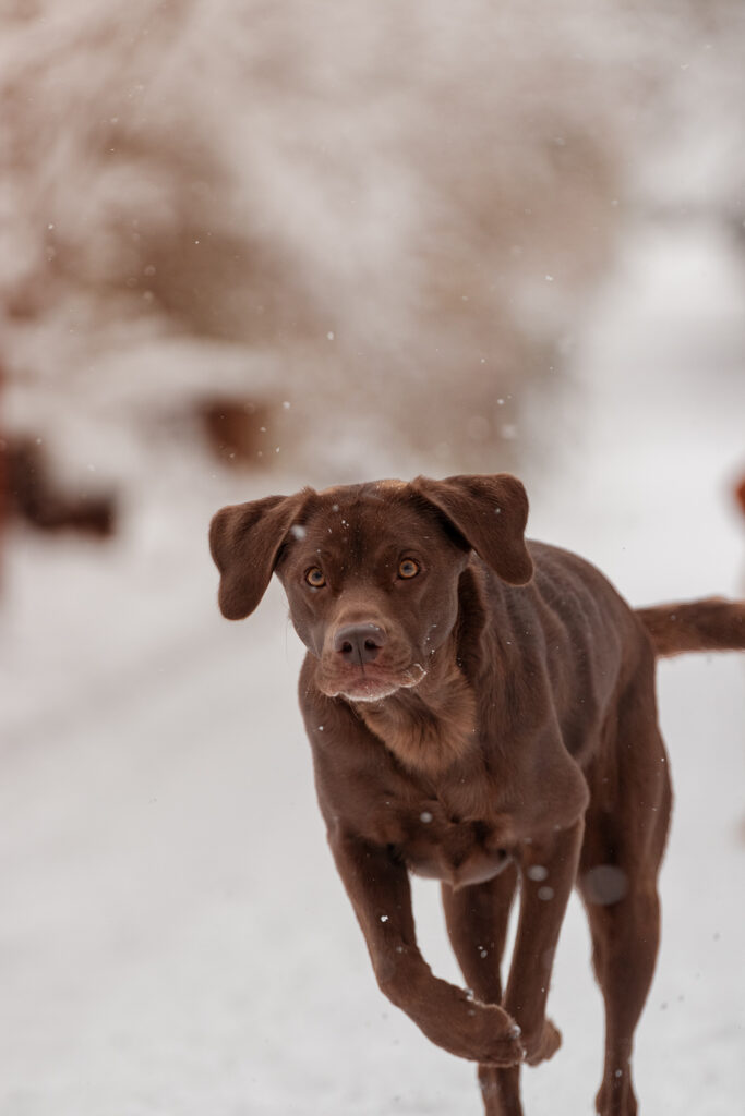 Hund rennend im Schnee Tierfotografie Jena